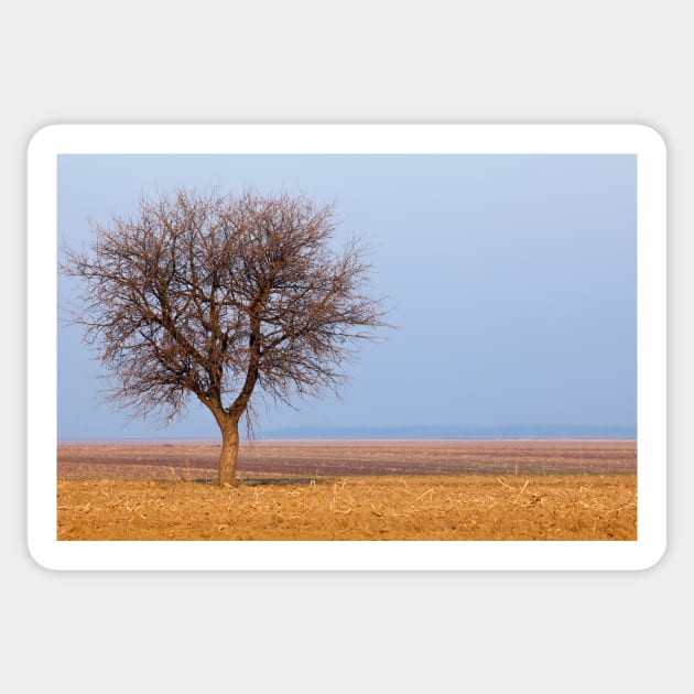 Single tree in plow land Sticker by naturalis